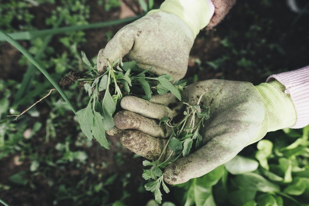 personne qui enlève les mauvaises herbes de son jardin