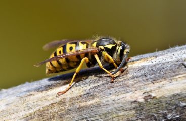 Qui appeler pour la destruction d’un nid de guêpes ?