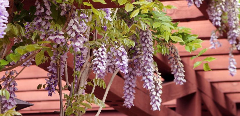 pergola jardin