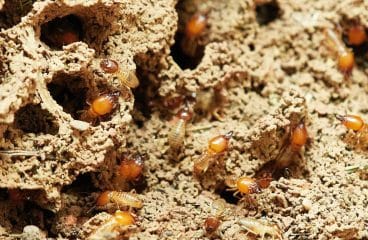 Excréments de termites : comment les reconnaître ? comment trouver le nid ?