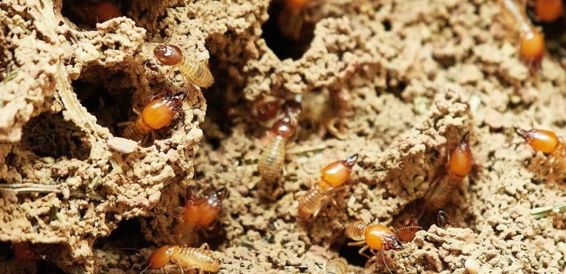 excréments de termites