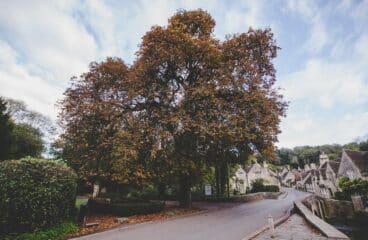 Comment obliger son voisin à couper ses arbres ?