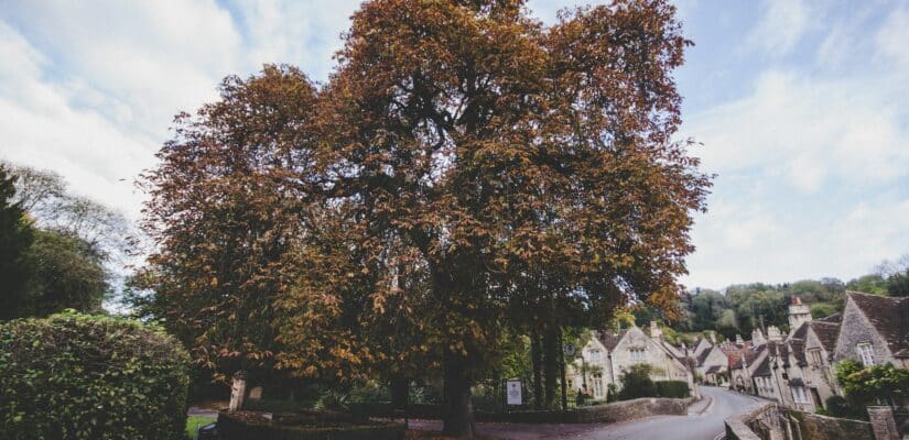 comment obliger son voisin à couper ses arbres ?